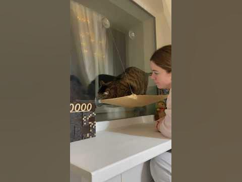 Гамак для кота 🐈‍⬛ - YouTube