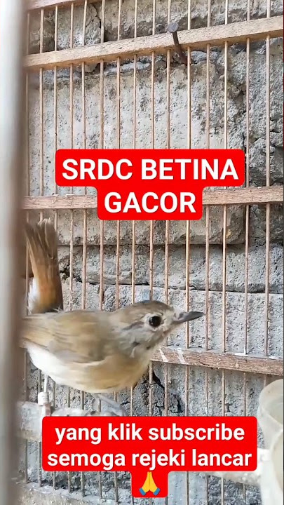 SRDC betina gacor#shorts #short #srdcgacor
