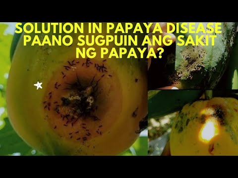 Video: Ano ang Gagawin Sa Papaya na May Black Spot – Paggamot sa Papaya Black Spot Disease