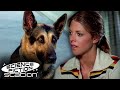 The bionic woman meets the bionic dog  the bionic woman  science fiction station