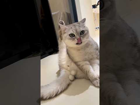 Bro Said Don’t Touch My Balls😼😂