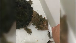 A Man Feeds A Snapping Turtle Fish With Tweezers