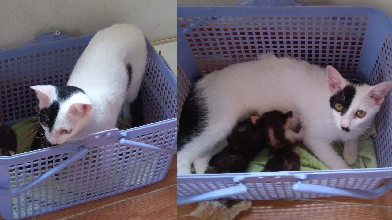 After Many Time Refuse, Finally Mother Cat Gave the Two Orphan Kittens Breastfeeding
