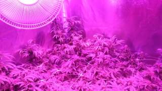 Harvest time Animal cookies Kosher Sour and my sorry AK47