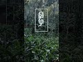 മഴ #മഴ #ഇടുക്കി #mansoon #idukki