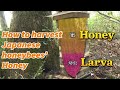 How to harvest Japanese honeybees’ honey