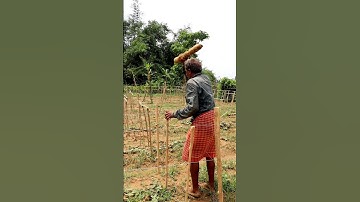 Making Frame for Pointed Gourd Plants #shorts
