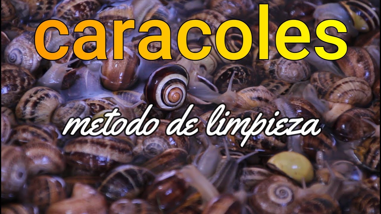 como limpiar los caracoles