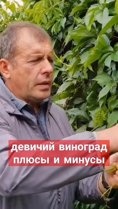 девичий виноград на шпалерах #благоустройство #озеленение #дача # ...
