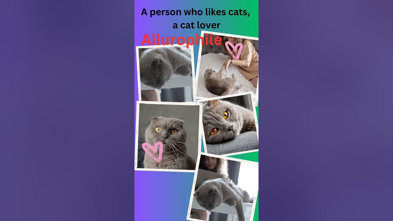 Cat Lover Person phile english ytshorts englishspeaking YouTube cat-lover-person-phile-english-ytshorts-englishspeaking-youtube