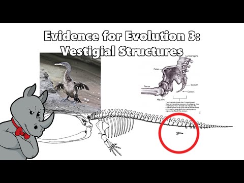 Evidence for Evolution - Vestigial Structures