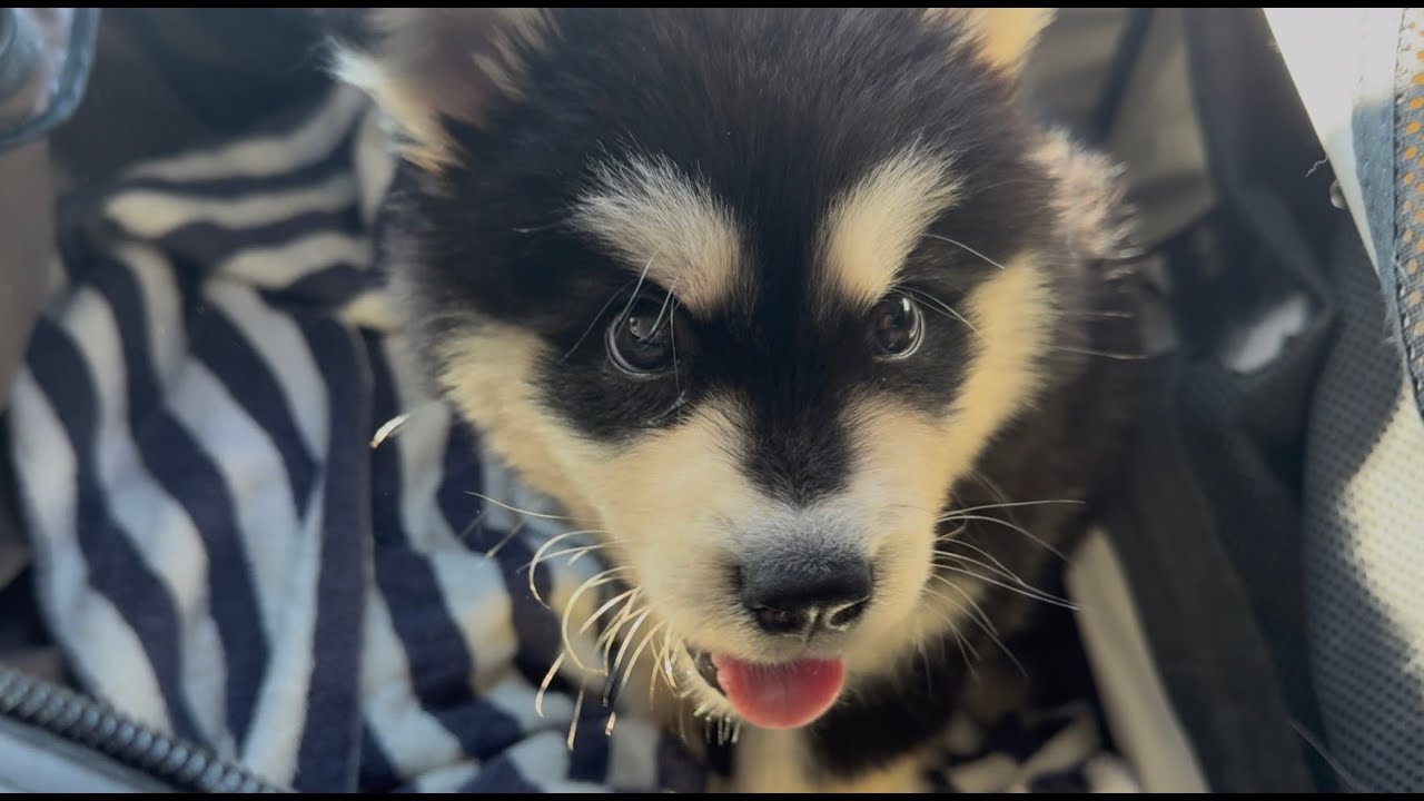 Welcoming new family member - baby Alaskan Malamute - YouTube