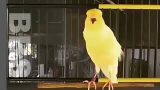 The Best Canary Song Education #1 by NATURE WILDLIFE 134 views 1 year ago 2 minutes, 33 seconds