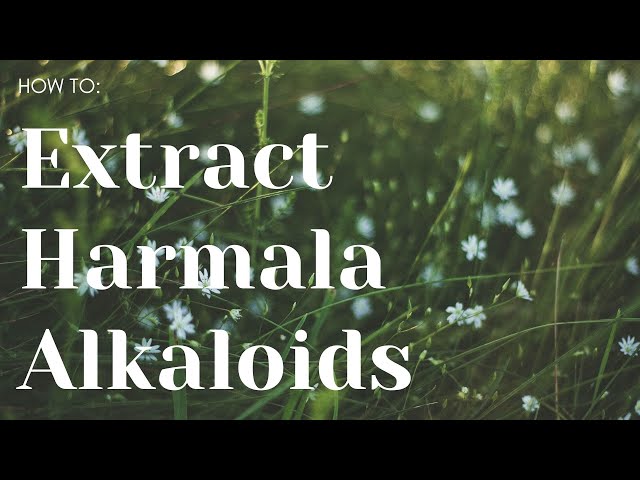 How to extract Harmala alkaloids class=
