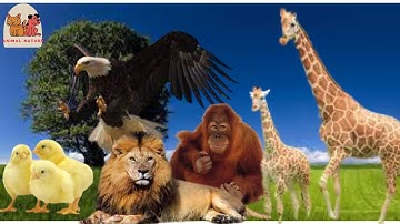 These CUTE animals make the most amazing sounds!