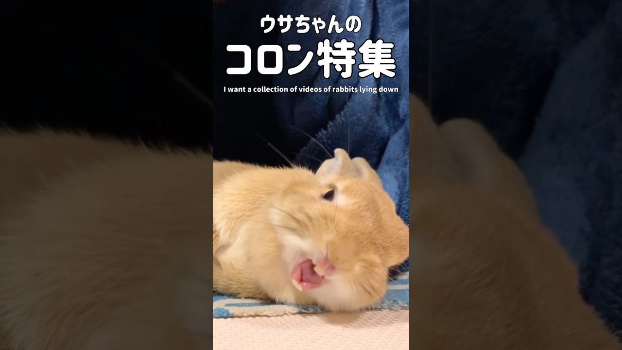 ウサちゃんのコロン特集 #うさぎ #rabbit #bunny - YouTube