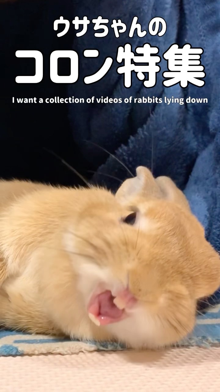 ウサちゃんのコロン特集 #うさぎ #rabbit #bunny - YouTube