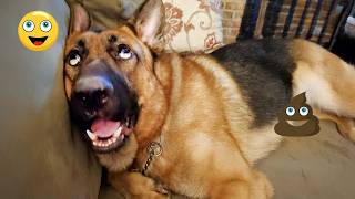 When You Live with a COMEDIAN DOG 😂🐶 Funny Dog and Human Videos #17