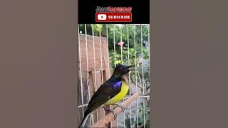 WICEH / KOLIBRI KELAPA / MANGGAR  #kicaumania #suarakolibri  #kolibrikelapa #wiceh #birds #burung