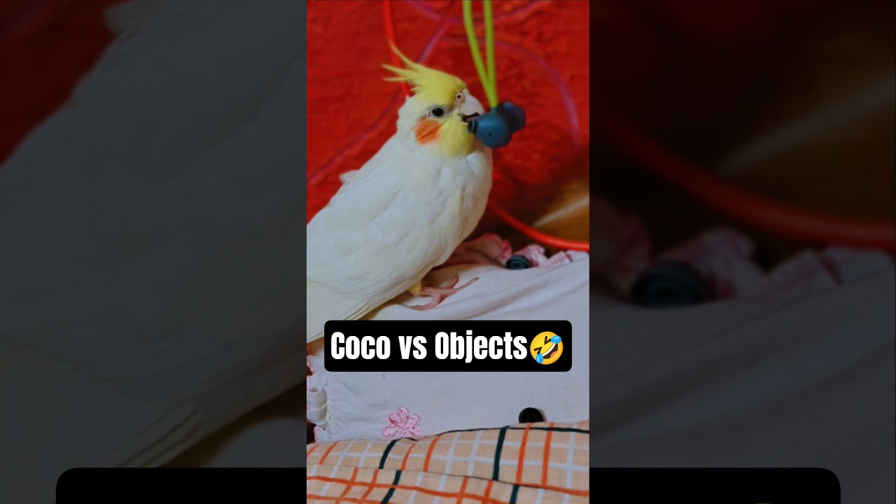Hilarious Cockatiel Reactions to Everyday Objects 🤣🦜 