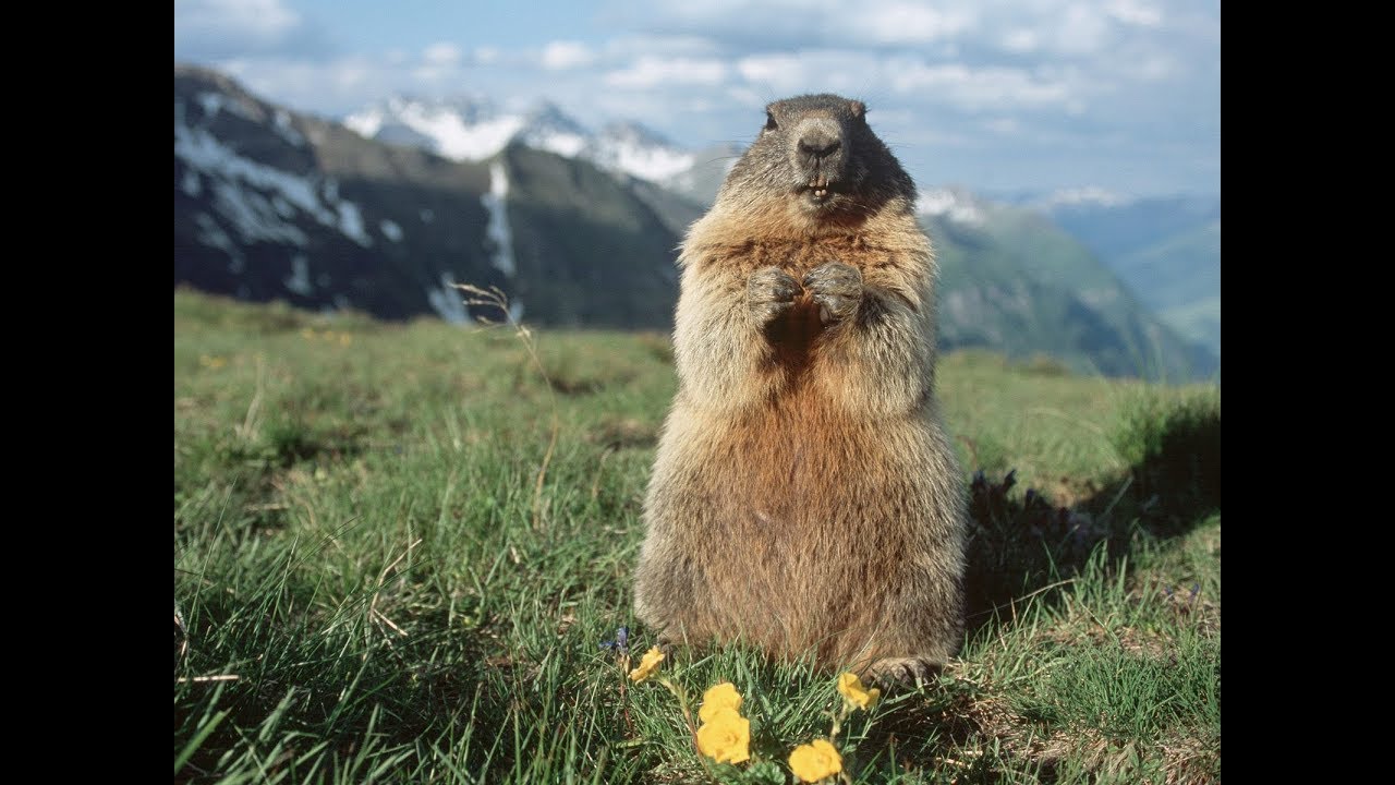 Пуховой жилет Fordham Vest Marmot для Михалыча