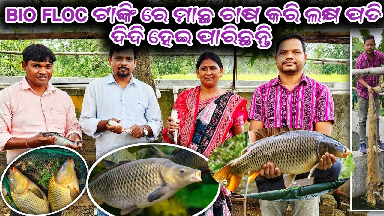 Biofloc ଟାଙ୍କି ରେ ମାଛ ଚାଷ କରି ଲକ୍ଷ ଲକ୍ଷ ଟଙ୍କା ରୋଜଗାର କରି ଲକ୍ଷ ପତି //Biofloc Fish Farming //Fish Farm