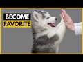 How Siberian Huskies Choose Their Favorite Person