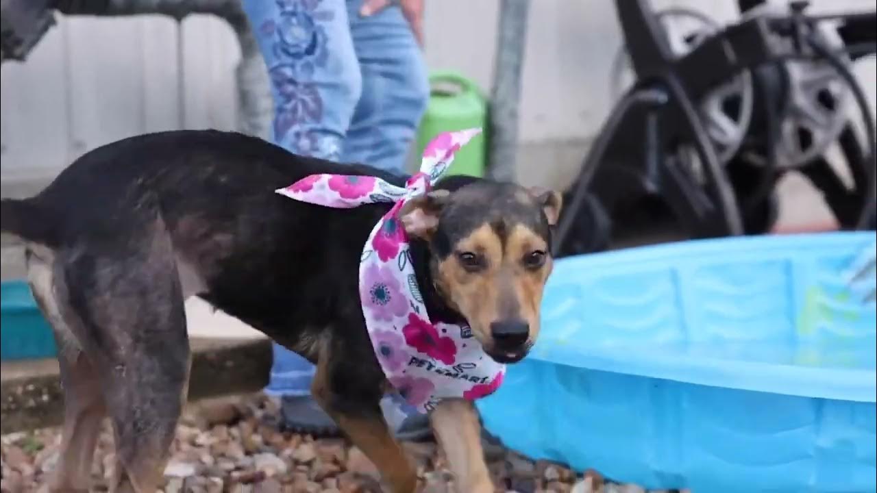 Galveston Island Humane Society YouTube
