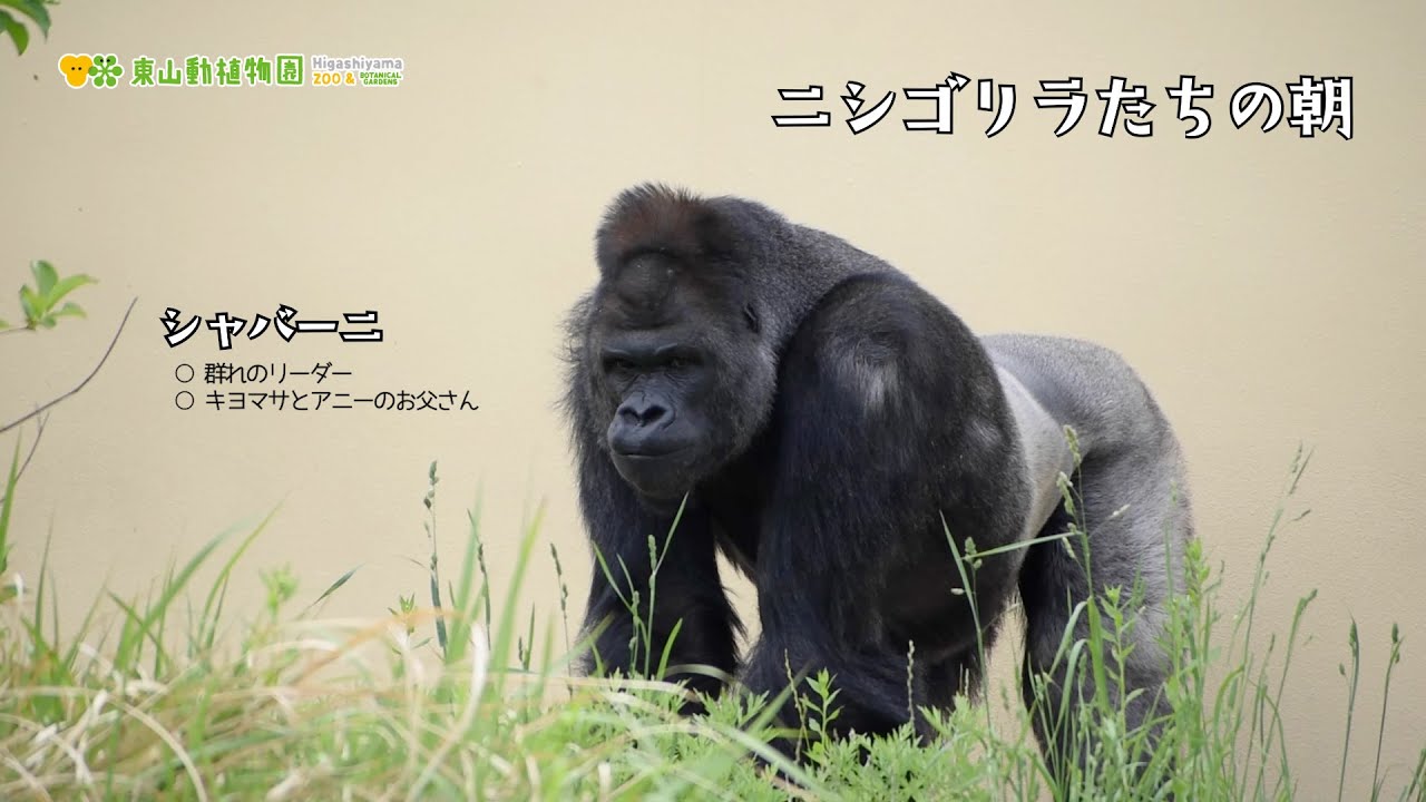 東山動植物園公式】 ニシローランドゴリラたちの朝（シャバーニ一家を