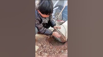 Mystery Root Stalk" Unearthed During the Day: It