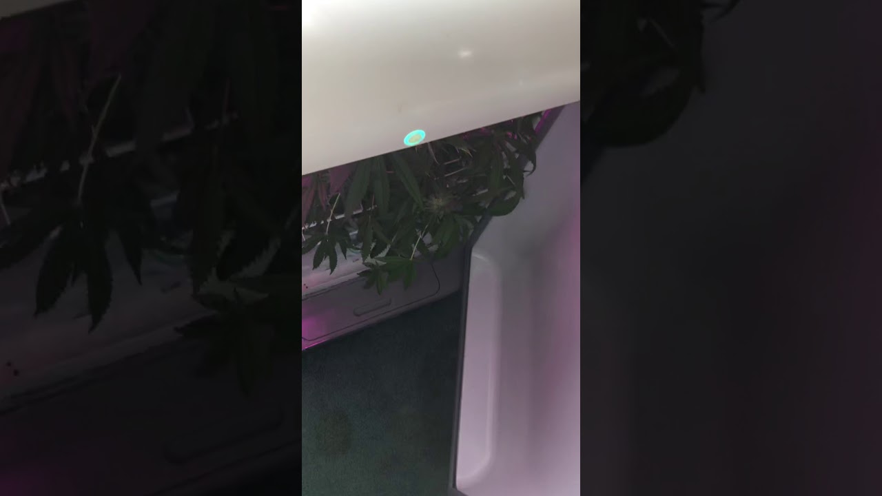 Sticky Icky Buds 10 weeks 4 days