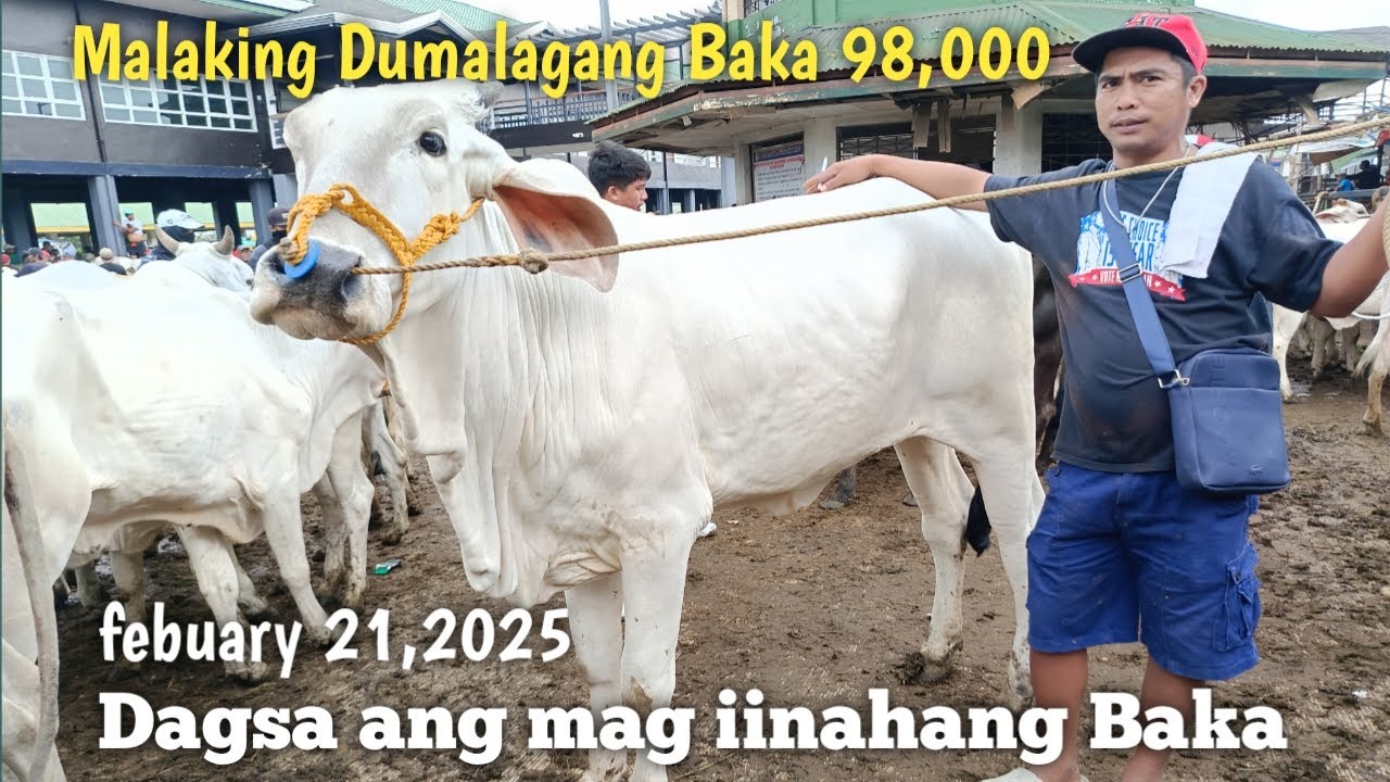 Mga Dumalagang Baka at inahin Price Update..Padre Garcia Batangas - YouTube