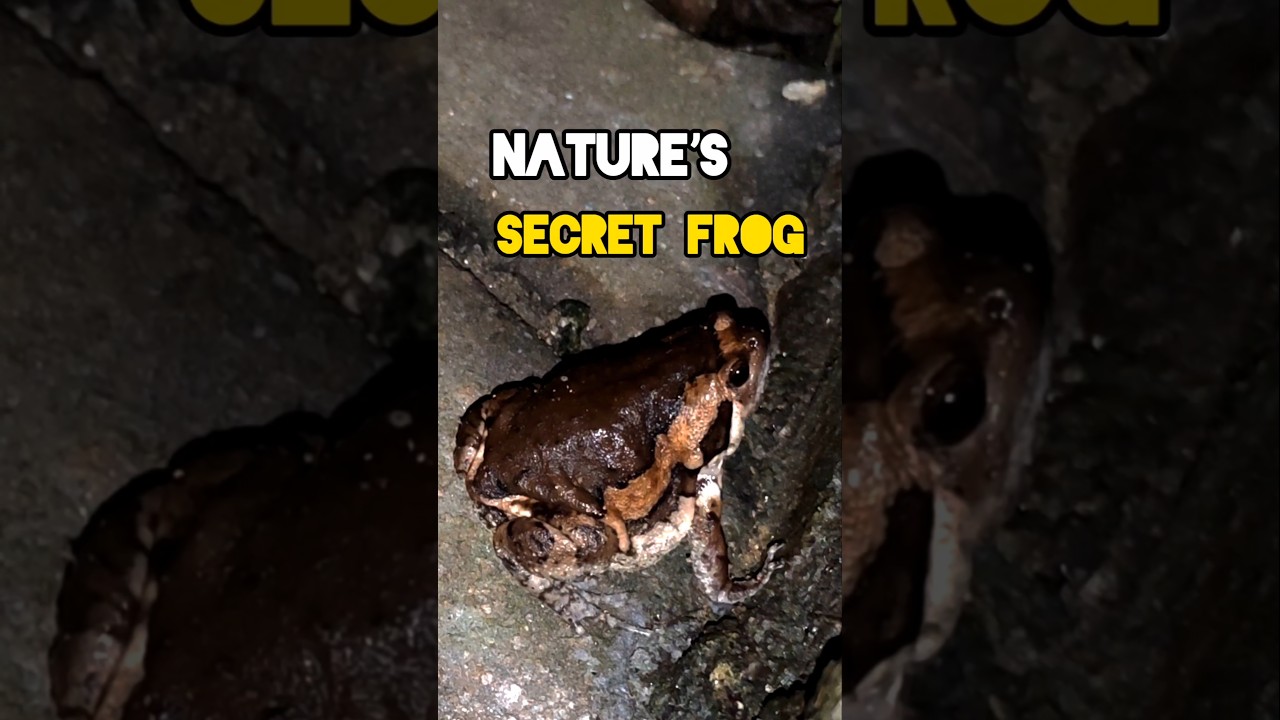 This Frog Has a Secret Survival Trick.#frog #AsianPaintedFrog #nature #wildlife #animalfacts #shorts