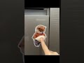 Cute protector stickers. ✅ Chubby Shiba Silicone Sticker Protector ( # 3102 )
