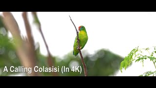 A Calling Colasisi dalam 4k