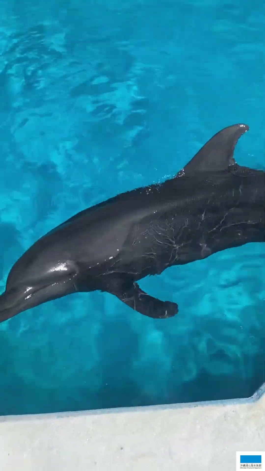 イルカ バンドウイルカのコニー🐬 - YouTube