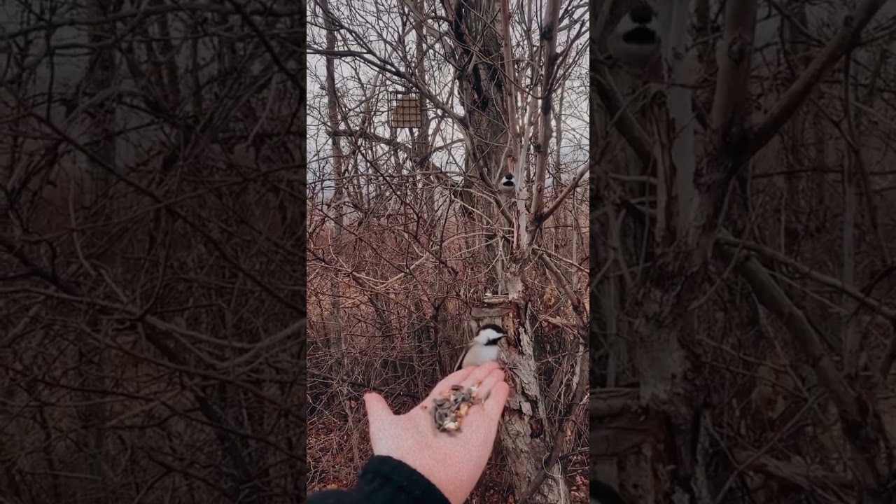 So satisfying watching birds eat out of your hand 🖤