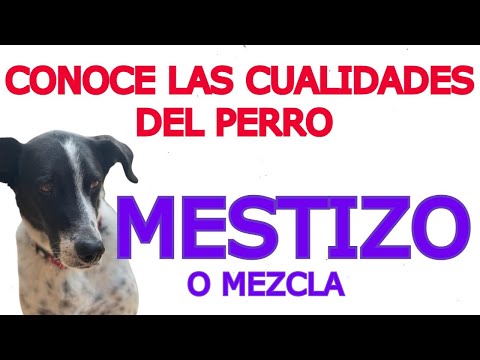 Video: Cuando se trata de la salud, los perros mixtos y de raza pura no siempre son lo mismo