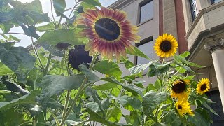 Dew Drops Early Morning, piano improvisation by Elena Ri, photography by Nadejda Raisala, 9/11/21 screenshot 4