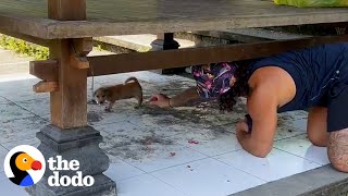 Couple Rescues Two Abandoned Puppies The Dodo