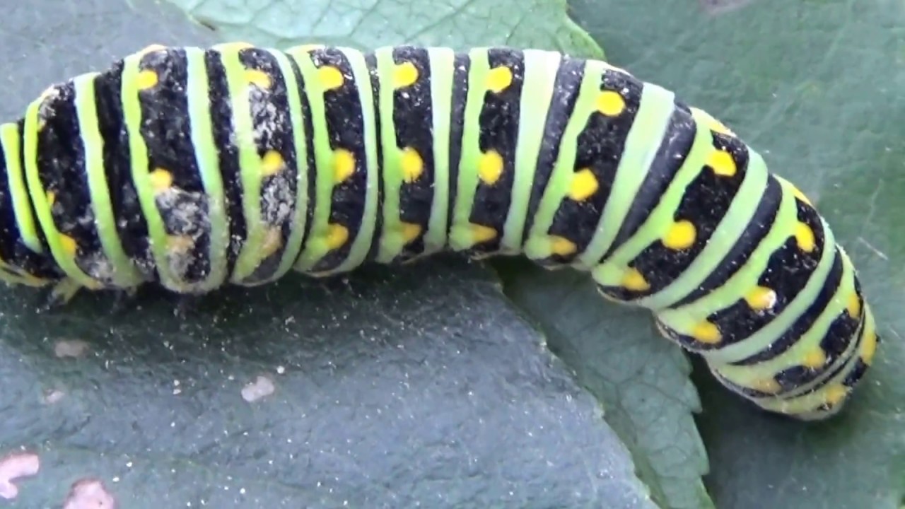 Black with Yellow Stripes and Dots Caterpillar YouTube