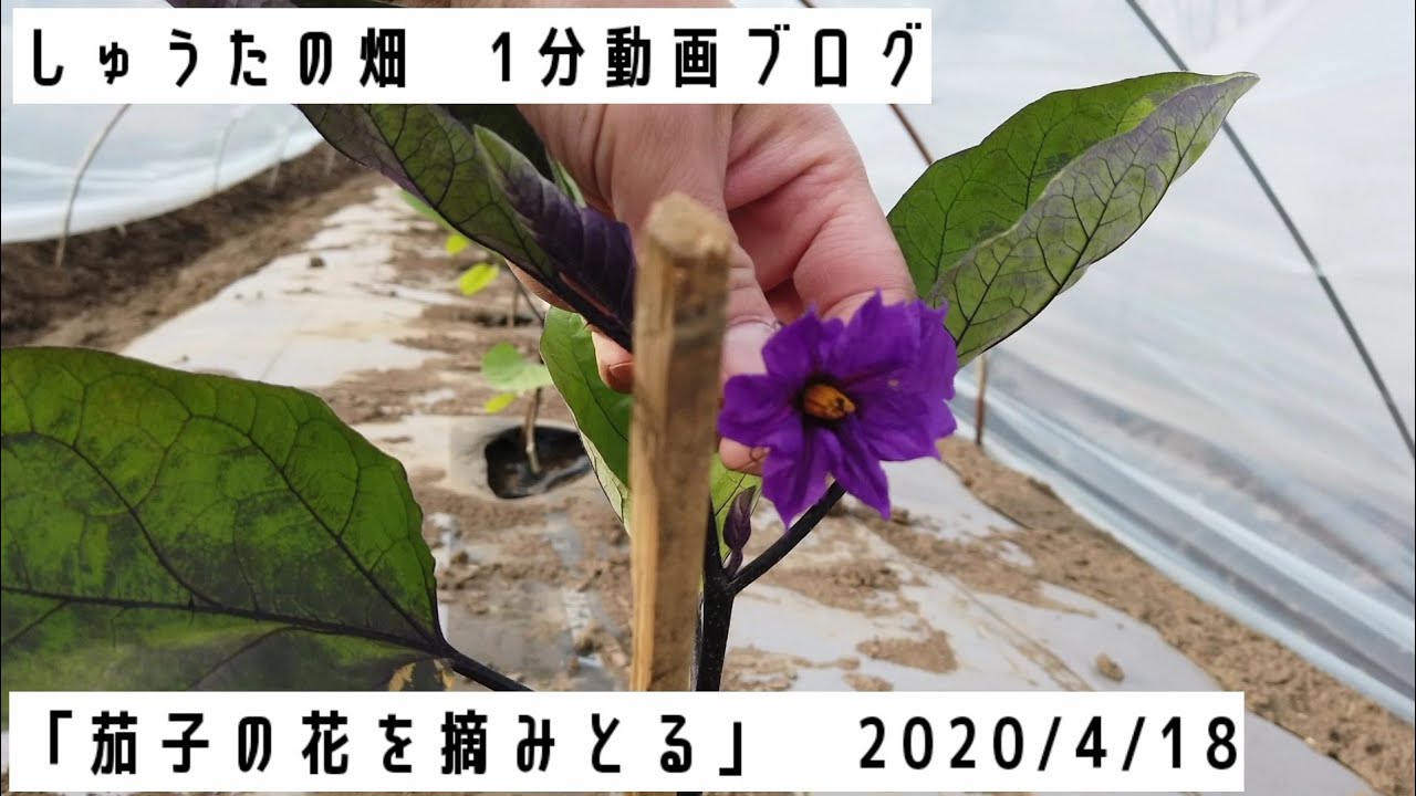 茄子の一番花 いちばんか を摘みとる 福岡県うきは市にある安心農園 しゅうたの畑