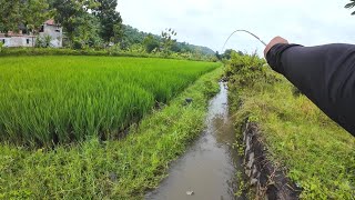 Sambaran ganas penghuni parit‼️Mancing wader di parit sawah desa pereng‼️