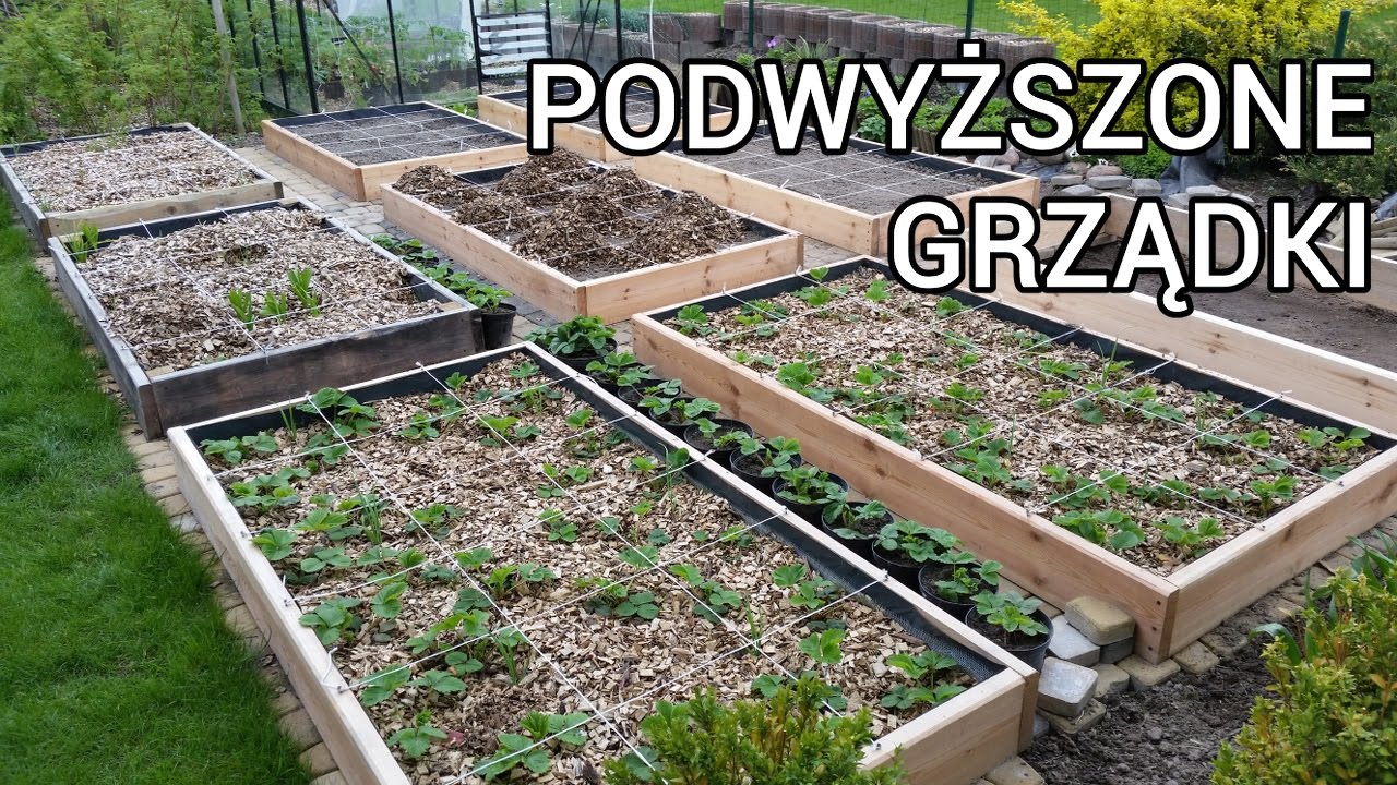 Budowa Podwy szone Grz dki Back To Eden Ogrodnictwo Kwadratowe budowa-podwy-szone-grz-dki-back-to-eden-ogrodnictwo-kwadratowe
