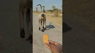 Langur Spotted the Biscuit and Came Running Fast 😮🐒