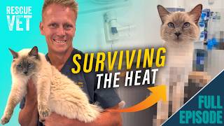 Can Yeti Keep His Cool Dr Scott Takes Drastic Measures to Help His Rescue Cat Beat the Summer Heat!