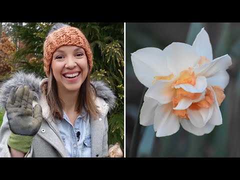 Wideo: Daffodil Companion Plants - dowiedz się więcej o sadzeniu roślin towarzyszących z żonkilami