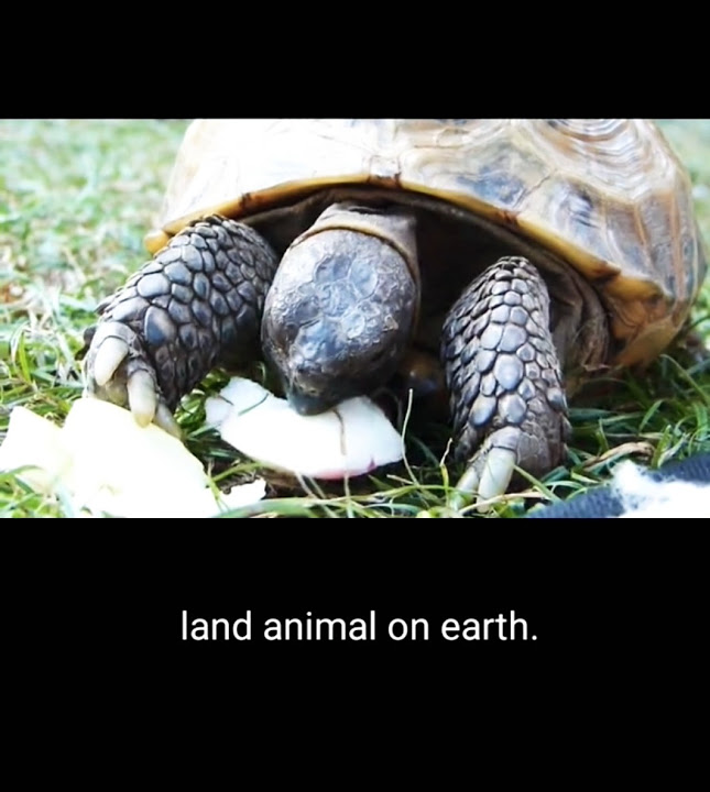 Who Is The Oldest Living Land Animal On Earth shorts animal YouTube who-is-the-oldest-living-land-animal-on-earth-shorts-animal-youtube