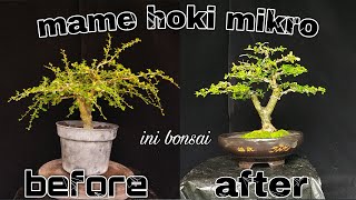Membuat mame hokianti/hokiantea mikro~(ini Bonsai)