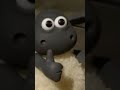 Mr sheep says yes